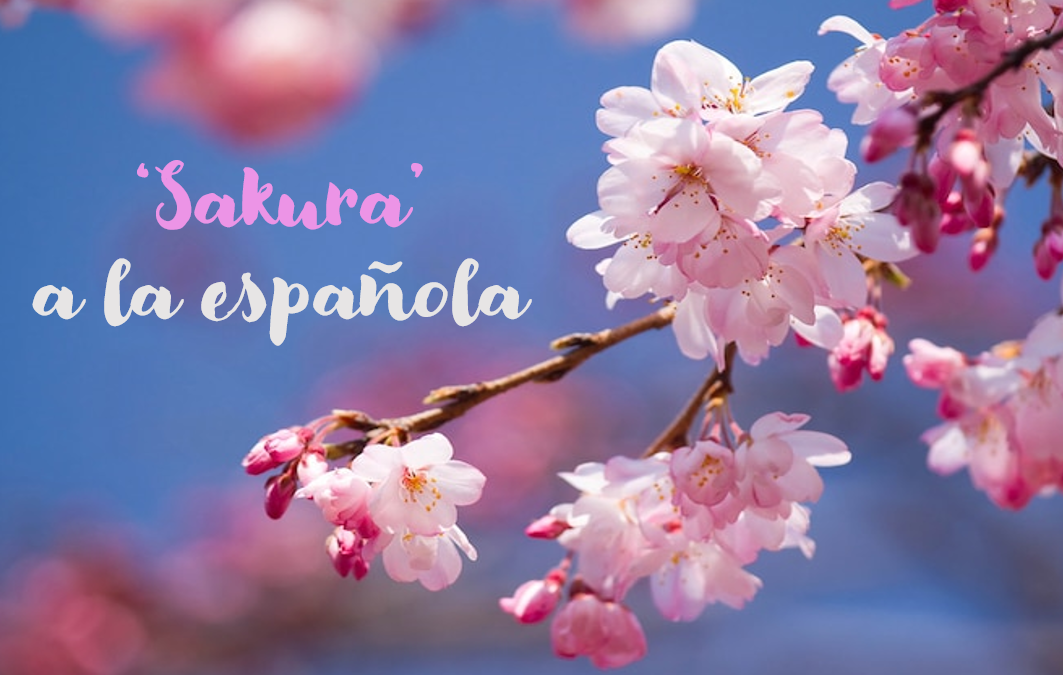 4 Lugares de España donde disfrutar de los cerezos en flor